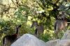 <img100*0:stuff/z/73640/deer%2520reference.2/i1265245551_14.jpg>