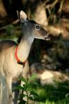 <img100*0:stuff/z/73640/deer%2520reference.2/i1265245551_15.jpg>