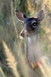 <img100*0:stuff/z/73640/deer%2520reference.2/i1265245551_16.jpg>