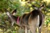 <img100*0:stuff/z/73640/deer%2520reference.2/i1265245551_17.jpg>