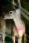 <img100*0:stuff/z/73640/deer%2520reference.2/i1265245551_18.jpg>