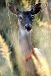 <img100*0:stuff/z/73640/deer%2520reference.2/i1265245552_19.jpg>