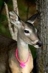 <img100*0:stuff/z/73640/deer%2520reference.2/i1265245552_21.jpg>