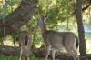 <img100*0:stuff/z/73640/deer%2520reference.2/i1265247221_22.jpg>