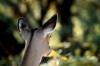 <img100*0:stuff/z/73640/deer%2520reference.2/i1265247221_23.jpg>