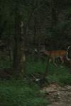 <img100*0:stuff/z/73640/deer%2520reference.4/i1278819998_1.jpg>
