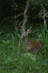 <img100*0:stuff/z/73640/deer%2520reference.4/i1278820000_4.jpg>