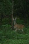 <img100*0:stuff/z/73640/deer%2520reference.4/i1278820001_5.jpg>