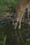 <img100*0:stuff/z/73640/deer%2520reference.4/i1278820002_6.jpg>