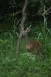 <img100*0:stuff/z/73640/deer%2520reference.4/i1278820003_7.jpg>