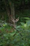 <img100*0:stuff/z/73640/deer%2520reference.4/i1278820004_10.jpg>
