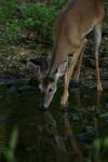 <img100*0:stuff/z/73640/deer%2520reference.4/i1278820004_9.jpg>