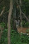 <img100*0:stuff/z/73640/deer%2520reference.4/i1278820005_11.jpg>