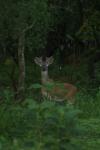 <img100*0:stuff/z/73640/deer%2520reference.4/i1278820007_14.jpg>