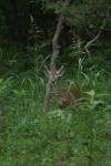 <img100*0:stuff/z/73640/deer%2520reference.4/i1278820010_18.jpg>