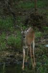 <img100*0:stuff/z/73640/deer%2520reference.4/i1278820011_19.jpg>