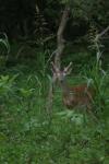<img100*0:stuff/z/73640/deer%2520reference.4/i1278820011_20.jpg>