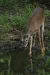 <img100*0:stuff/z/73640/deer%2520reference.4/i1278820012_21.jpg>