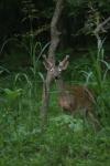 <img100*0:stuff/z/73640/deer%2520reference.4/i1278820013_22.jpg>