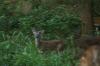 <img100*0:stuff/z/73640/deer%2520reference.4/i1278820415_1.jpg>