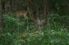 <img100*0:stuff/z/73640/deer%2520reference.4/i1278820415_2.jpg>