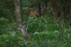 <img100*0:stuff/z/73640/deer%2520reference.4/i1278820416_3.jpg>