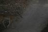 <img100*0:stuff/z/73640/deer%2520reference.4/i1278820416_4.jpg>