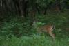 <img100*0:stuff/z/73640/deer%2520reference.4/i1278820416_5.jpg>