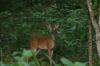 <img100*0:stuff/z/73640/deer%2520reference.4/i1278820416_6.jpg>