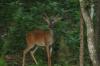 <img100*0:stuff/z/73640/deer%2520reference.4/i1278820416_7.jpg>