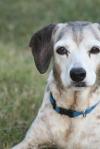 <img100*0:stuff/z/73640/dogs%2520reference.1/i1262661213_1.jpg>