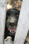 <img100*0:stuff/z/73640/dogs%2520reference.1/i1262661213_10.jpg>