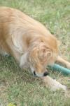 <img100*0:stuff/z/73640/dogs%2520reference.1/i1262661213_11.jpg>