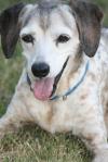 <img100*0:stuff/z/73640/dogs%2520reference.1/i1262661213_12.jpg>