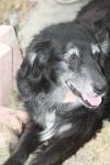 <img100*0:stuff/z/73640/dogs%2520reference.1/i1262661213_13.jpg>