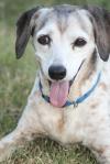 <img100*0:stuff/z/73640/dogs%2520reference.1/i1262661213_2.jpg>