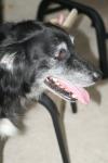 <img100*0:stuff/z/73640/dogs%2520reference.1/i1262661213_3.jpg>