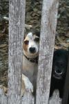 <img100*0:stuff/z/73640/dogs%2520reference.1/i1262661213_4.jpg>