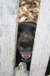 <img100*0:stuff/z/73640/dogs%2520reference.1/i1262661213_5.jpg>