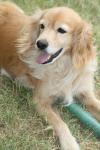 <img100*0:stuff/z/73640/dogs%2520reference.1/i1262661213_6.jpg>
