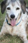 <img100*0:stuff/z/73640/dogs%2520reference.1/i1262661213_7.jpg>