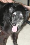 <img100*0:stuff/z/73640/dogs%2520reference.1/i1262661213_8.jpg>