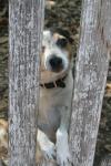 <img100*0:stuff/z/73640/dogs%2520reference.1/i1262661213_9.jpg>