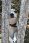 <img100*0:stuff/z/73640/dogs%2520reference.1/i1262661214_14.jpg>