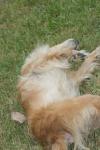<img100*0:stuff/z/73640/dogs%2520reference.1/i1262661214_15.jpg>