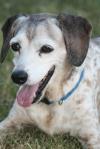 <img100*0:stuff/z/73640/dogs%2520reference.1/i1262661214_16.jpg>