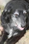 <img100*0:stuff/z/73640/dogs%2520reference.1/i1262661214_17.jpg>