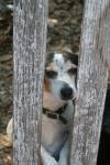 <img100*0:stuff/z/73640/dogs%2520reference.1/i1262661214_18.jpg>