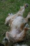 <img100*0:stuff/z/73640/dogs%2520reference.1/i1262661214_19.jpg>