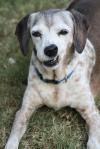 <img100*0:stuff/z/73640/dogs%2520reference.1/i1262661214_20.jpg>